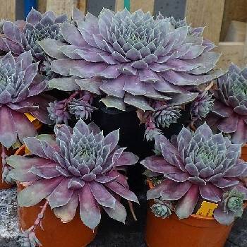 Молодило Sempervivum ‘BigSam Purple Quartz’